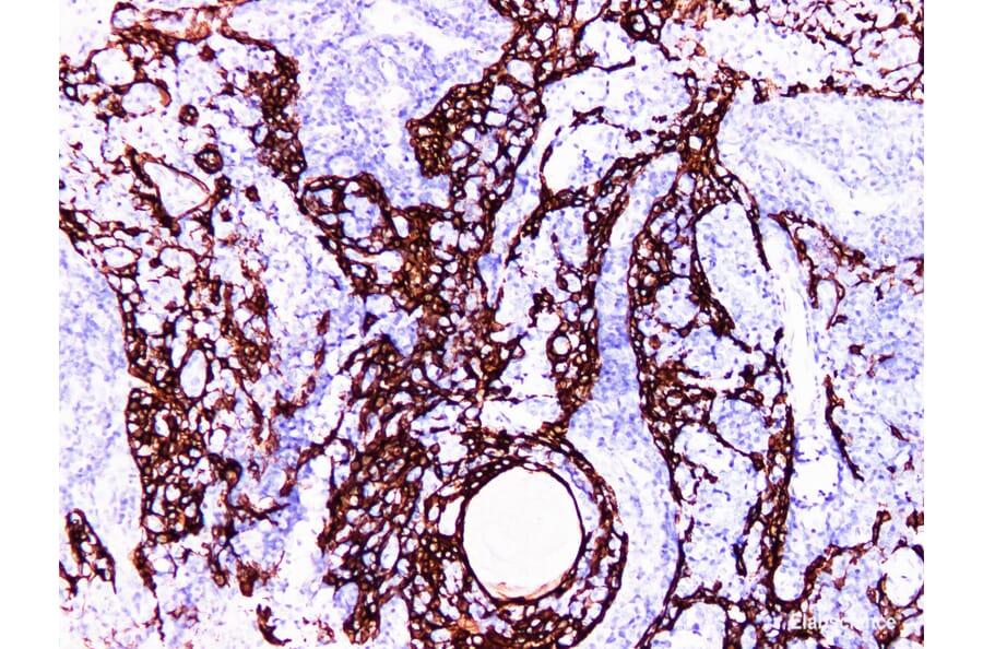 Validation Data - Anti-Cytokeratin 14 Antibody [YN00655m] (A288742)