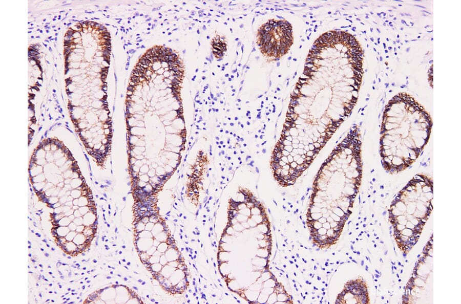 Validation Data - Anti-Claudin 3 Antibody [YN00496m] (A288744)