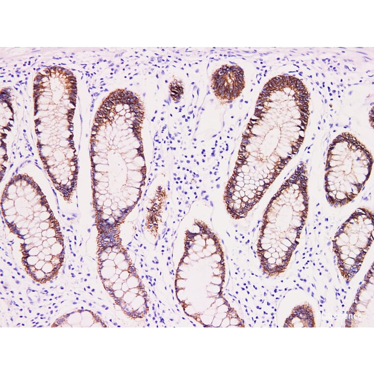 Validation Data - Anti-Claudin 3 Antibody [YN00496m] (A288744)