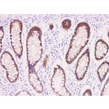 Validation Data - Anti-Claudin 3 Antibody [YN00496m] (A288744)