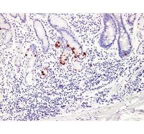 Validation Data - Anti-Gastrin Antibody [YN00856m] (A288746)