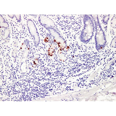 Validation Data - Anti-Gastrin Antibody [YN00856m] (A288746)