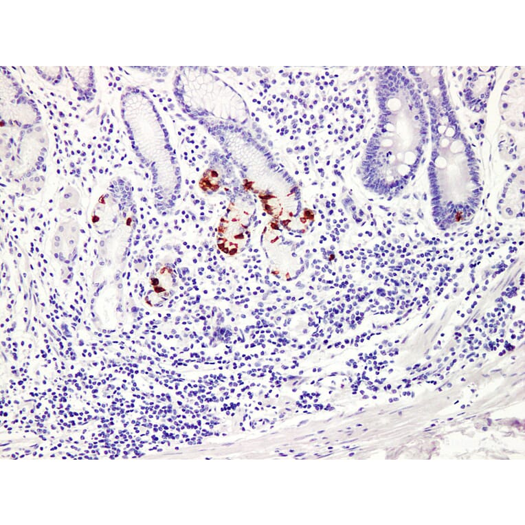 Validation Data - Anti-Gastrin Antibody [YN00856m] (A288746)