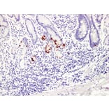 Validation Data - Anti-Gastrin Antibody [YN00856m] (A288746)