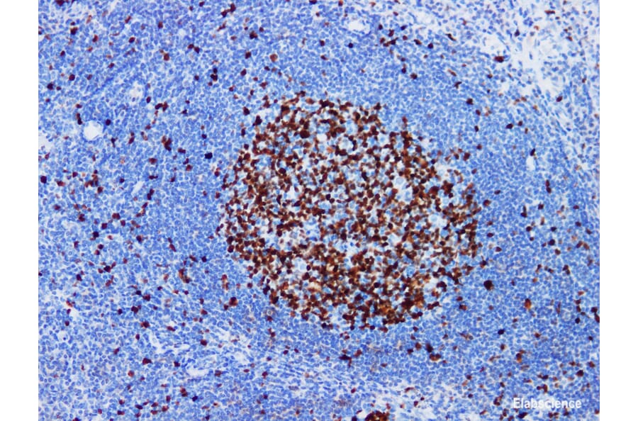 Validation Data - Anti-Ki-67 Antibody [YN00995m] (A288749)