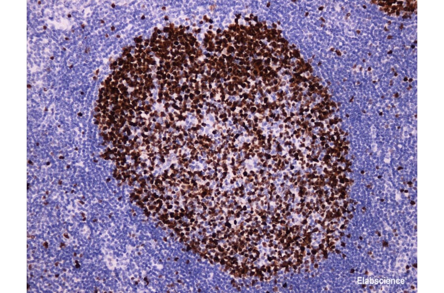 Validation Data - Anti-Ki-67 Antibody [YN00995r] (A288750)