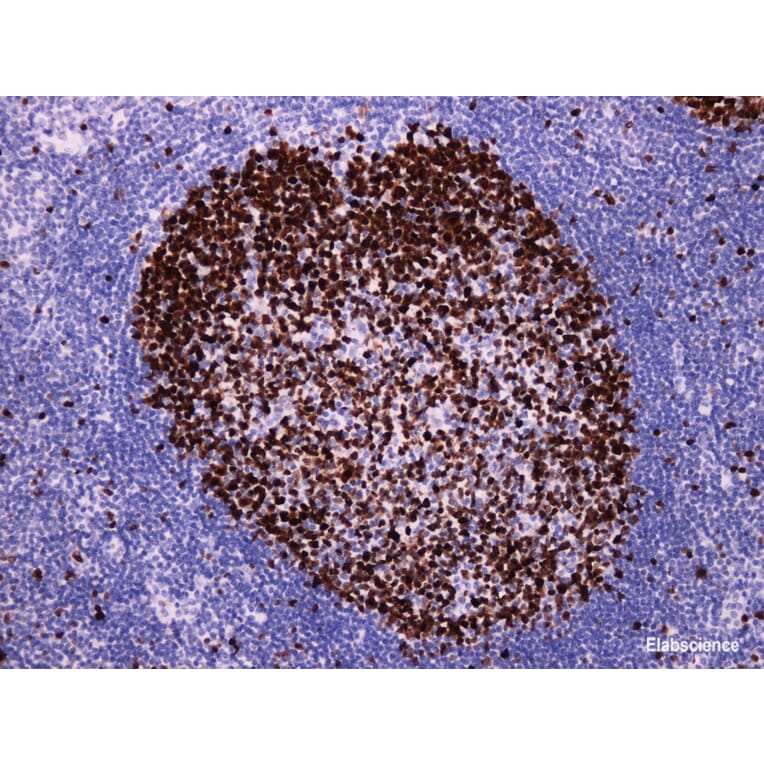 Validation Data - Anti-Ki-67 Antibody [YN00995r] (A288750)