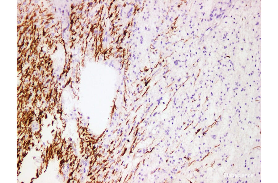 Validation Data - Anti-Myelin Basic Protein(MBP) Antibody [YN01145m] (A288752)