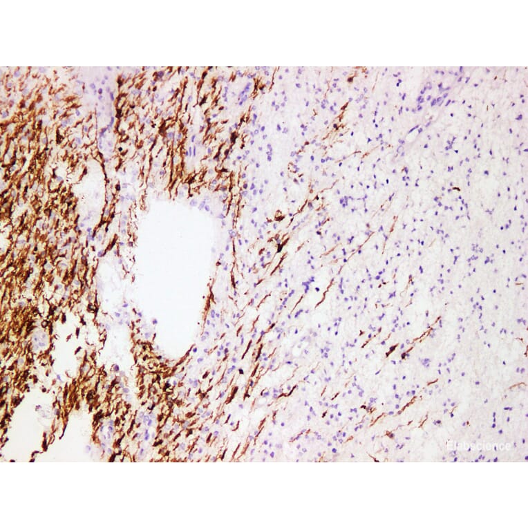 Validation Data - Anti-Myelin Basic Protein(MBP) Antibody [YN01145m] (A288752)