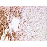 Validation Data - Anti-Myelin Basic Protein(MBP) Antibody [YN01145m] (A288752)