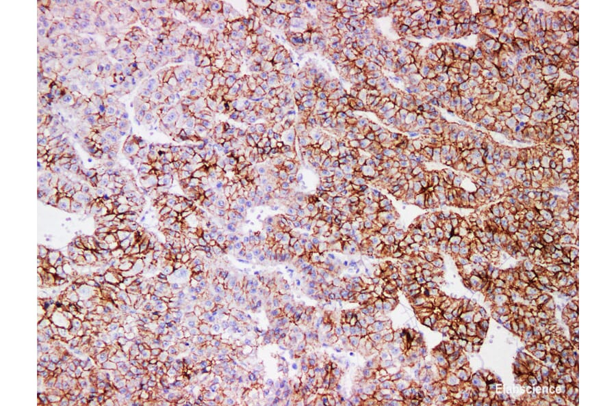 Validation Data - Anti-N-Cadherin Antibody [YN01186m] (A288753)