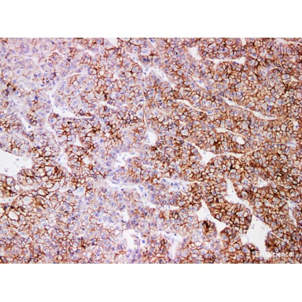 Validation Data - Anti-N-Cadherin Antibody [YN01186m] (A288753)