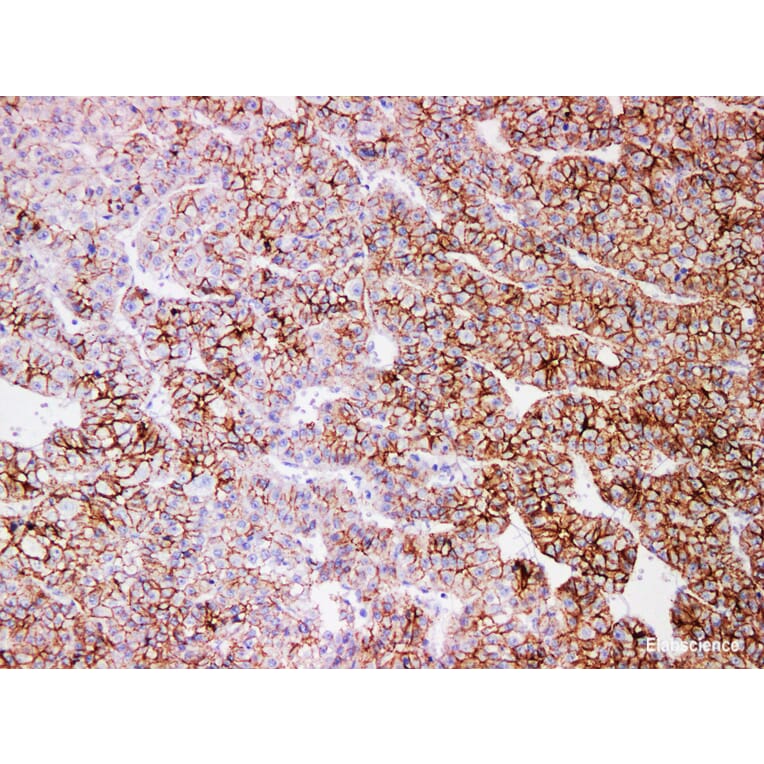 Validation Data - Anti-N-Cadherin Antibody [YN01186m] (A288753)