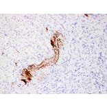 Validation Data - Anti-Neurofilament(NF) Antibody [YN01196m] (A288754)