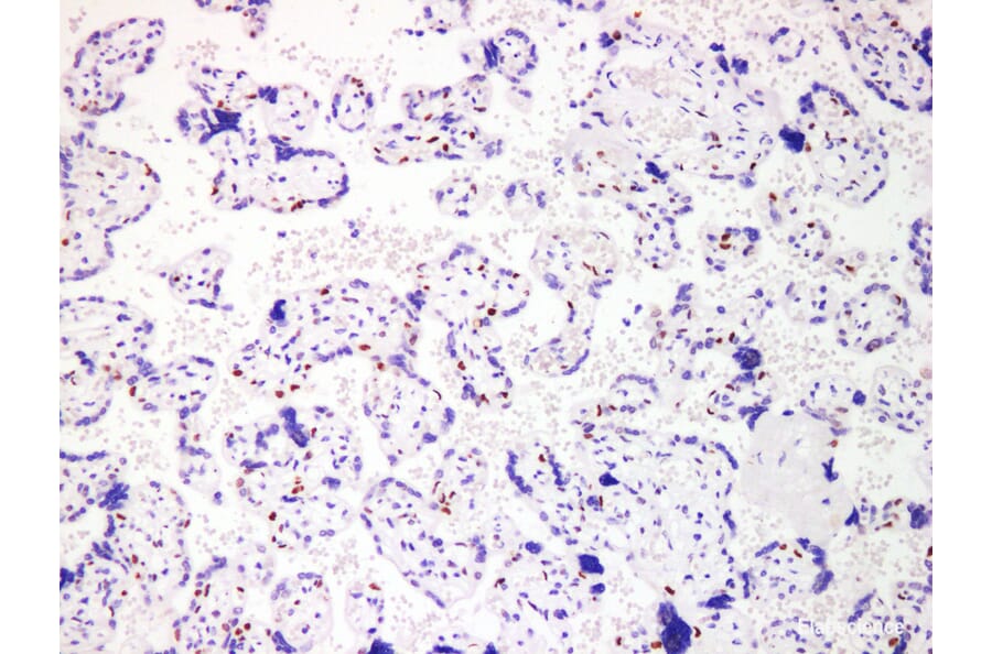 Validation Data - Anti-p57 Antibody [YN01246m] (A288755)