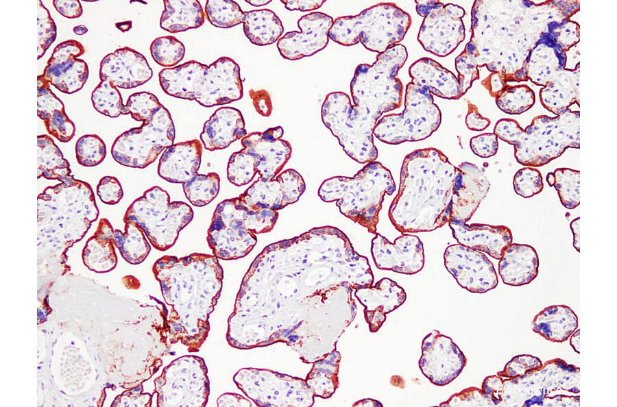 Validation Data - Anti-Placental Alkaline Phosphatase(PLAP) Antibody [YN01336m] (A288756)
