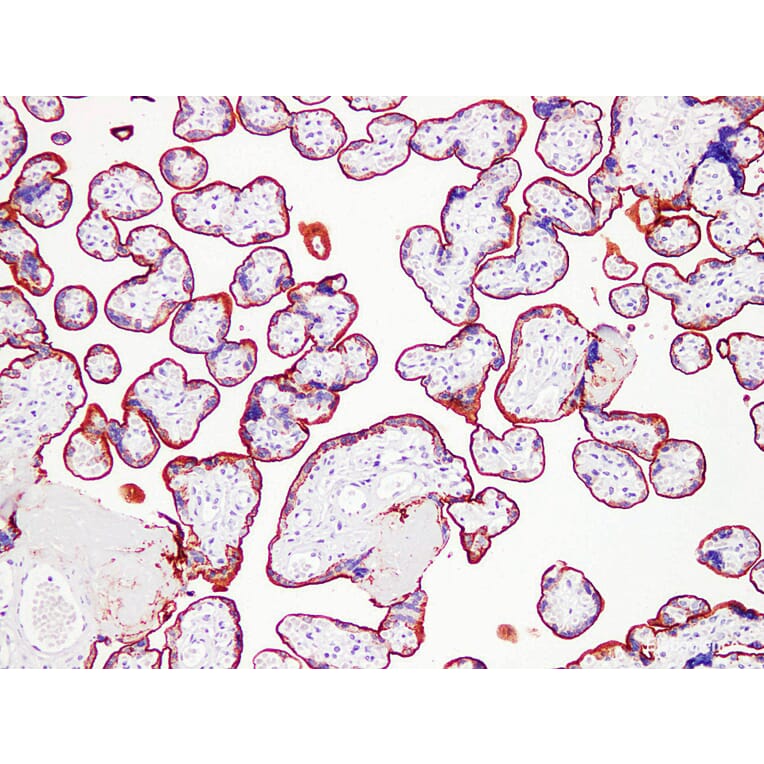Validation Data - Anti-Placental Alkaline Phosphatase(PLAP) Antibody [YN01336m] (A288756)