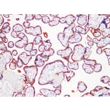 Validation Data - Anti-Placental Alkaline Phosphatase(PLAP) Antibody [YN01336m] (A288756)