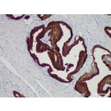 Validation Data - Anti-Prostate-Specific Antigen(PSA) Antibody [YN01395r] (A288758)