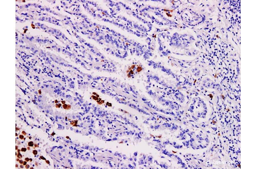 Validation Data - Anti-TRAP Antibody [YN01646m] (A288760)