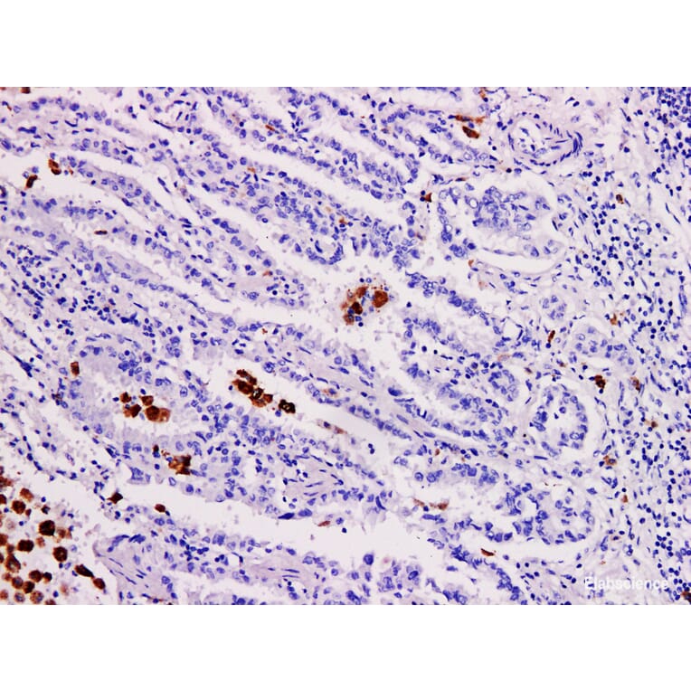 Validation Data - Anti-TRAP Antibody [YN01646m] (A288760)