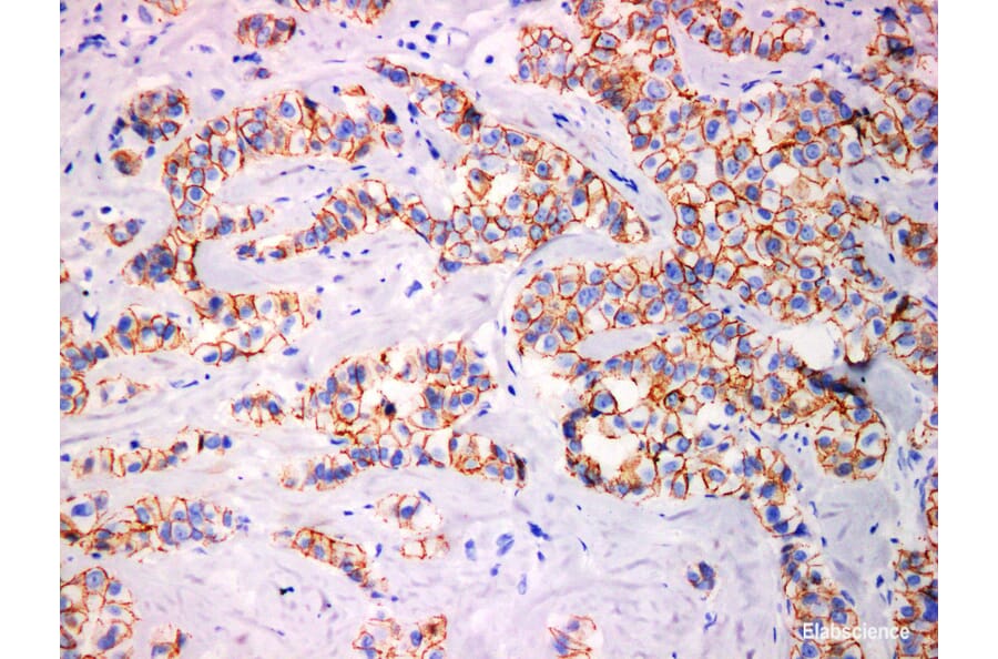 Validation Data - Anti-Cadherin pan Antibody [YN00136m] (A288762)