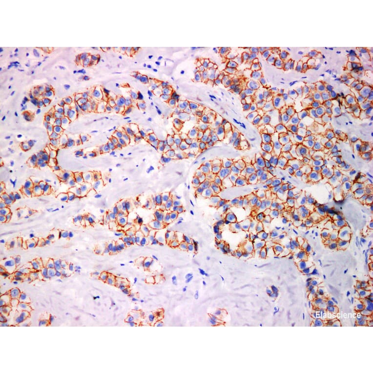 Validation Data - Anti-Cadherin pan Antibody [YN00136m] (A288762)
