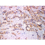 Validation Data - Anti-Cadherin pan Antibody [YN00136m] (A288762)