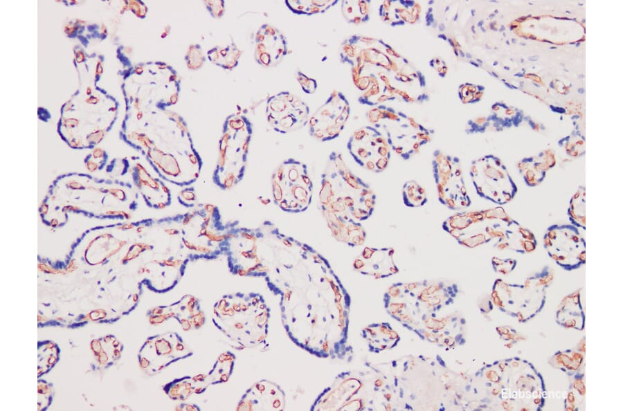 Validation Data - Anti-CD31 Antibody [YN00315m] (A288763)