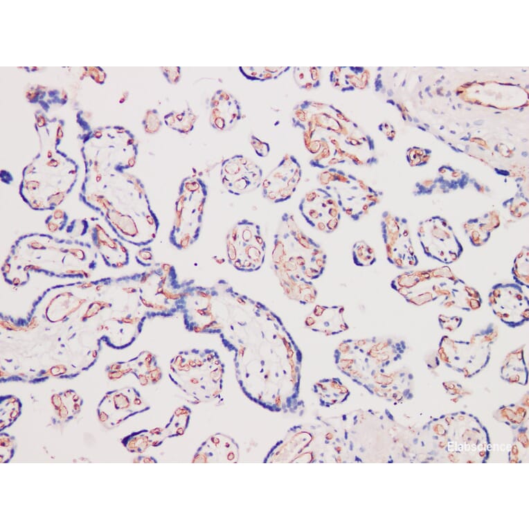 Validation Data - Anti-CD31 Antibody [YN00315m] (A288763)