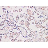 Validation Data - Anti-CD31 Antibody [YN00315m] (A288763)