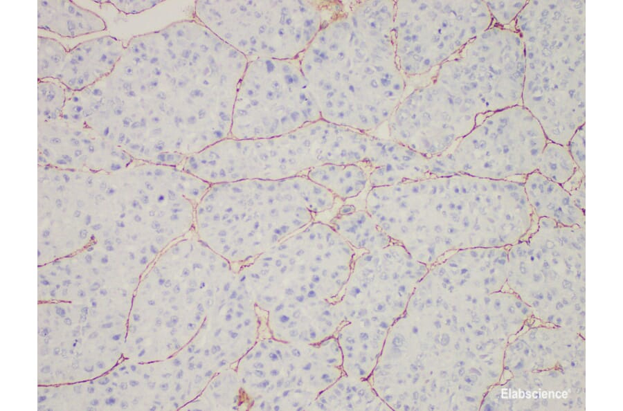 Validation Data - Anti-CD34 Antibody [YN00325m] (A288764)