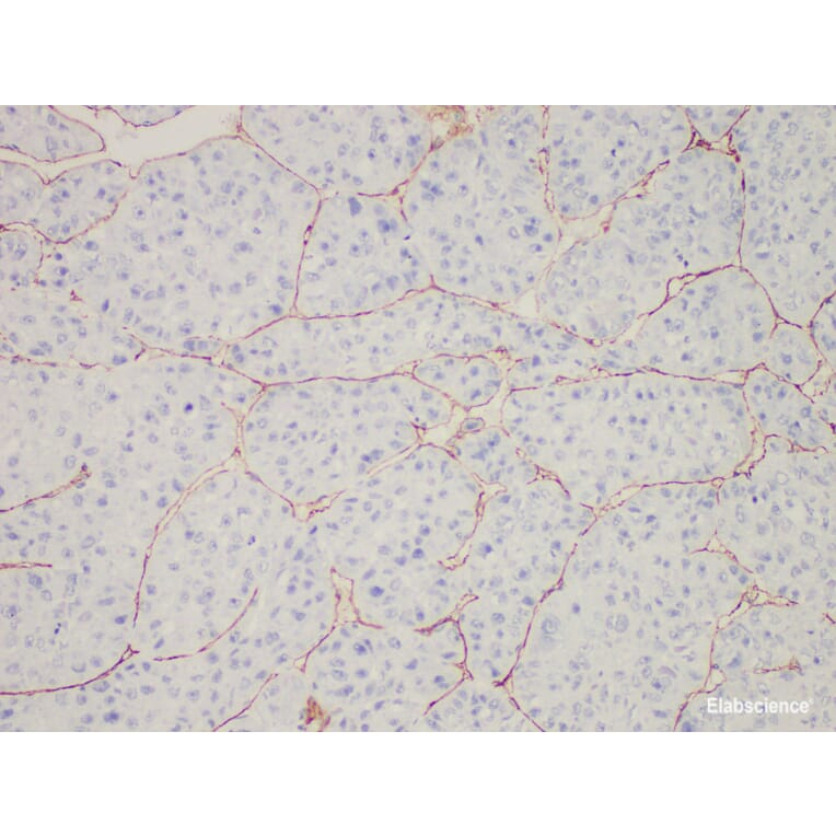 Validation Data - Anti-CD34 Antibody [YN00325m] (A288764)