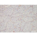 Validation Data - Anti-CD34 Antibody [YN00325m] (A288764)