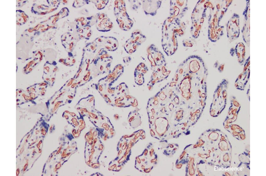 Validation Data - Anti-CD34 Antibody [YN00325r] (A288765)