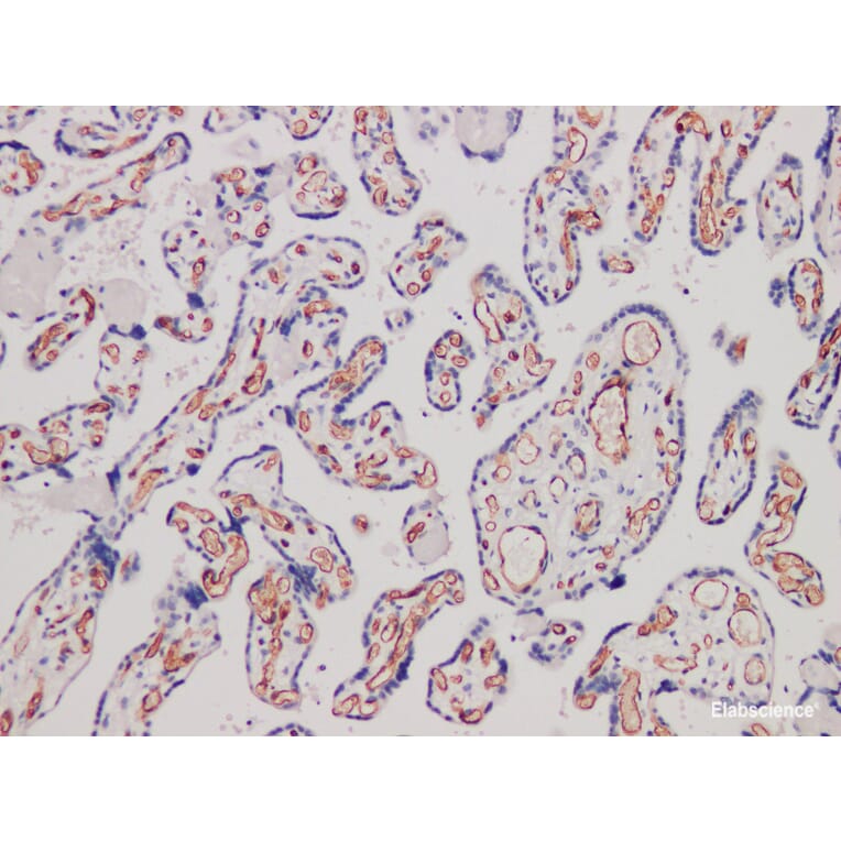 Validation Data - Anti-CD34 Antibody [YN00325r] (A288765)