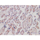 Validation Data - Anti-CD34 Antibody [YN00325r] (A288765)