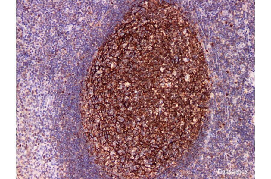 Validation Data - Anti-CD35 Antibody [YN00335m] (A288766)