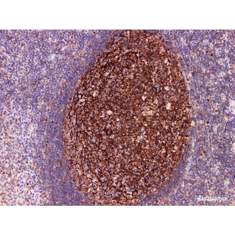 Validation Data - Anti-CD35 Antibody [YN00335m] (A288766)