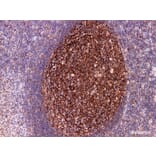 Validation Data - Anti-CD35 Antibody [YN00335m] (A288766)