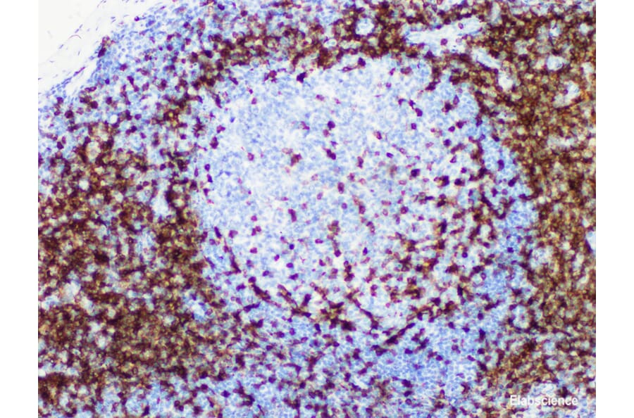 Validation Data - Anti-CD5 Antibody [YN00226m] (A288767)