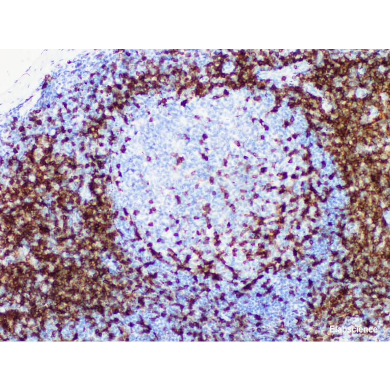 Validation Data - Anti-CD5 Antibody [YN00226m] (A288767)