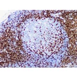 Validation Data - Anti-CD5 Antibody [YN00226m] (A288767)