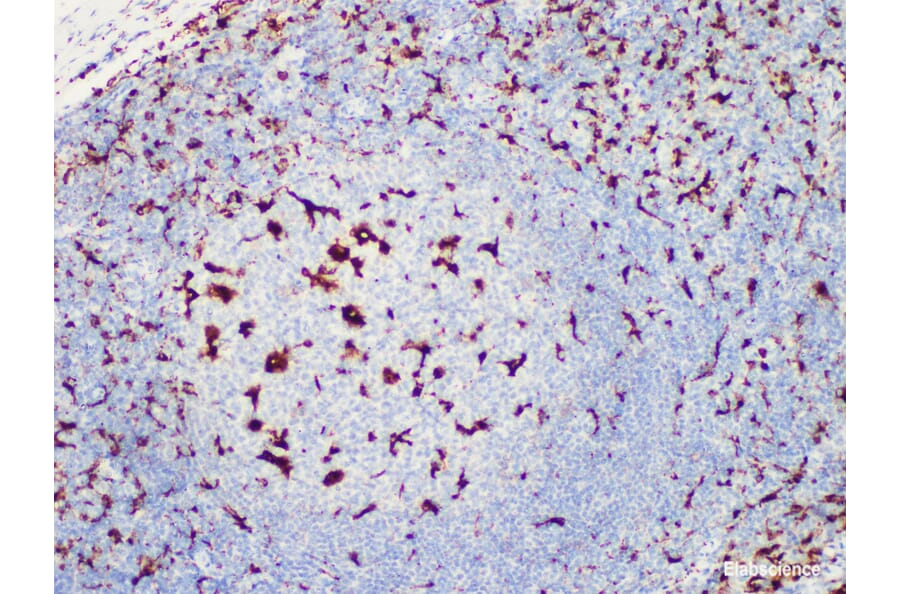 Validation Data - Anti-CD68 Antibody [YN00415m] (A288768)