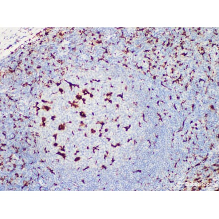 Validation Data - Anti-CD68 Antibody [YN00415m] (A288768)