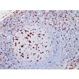 Validation Data - Anti-CD68 Antibody [YN00415m] (A288768)