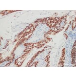 Validation Data - Anti-CDX-2 Antibody [YN00475m] (A288770)