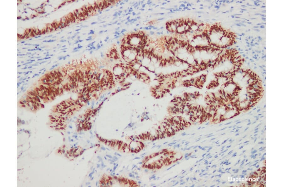 Validation Data - Anti-CDX-2 Antibody [YN00475r] (A288771)