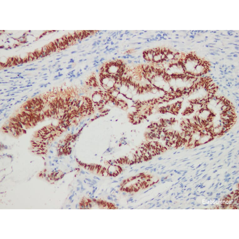Validation Data - Anti-CDX-2 Antibody [YN00475r] (A288771)