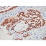 Validation Data - Anti-CDX-2 Antibody [YN00475r] (A288771)